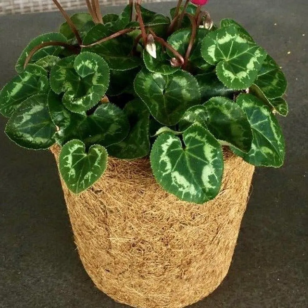 Coir Fibre Pots - Various Sizes