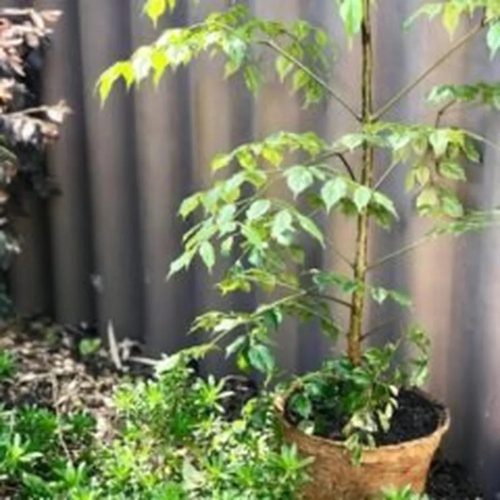Coir Fibre Pots - Various Sizes