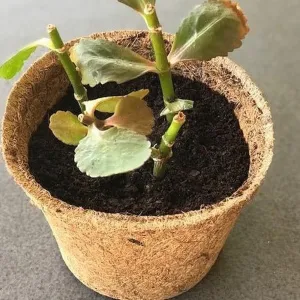 Coir Fibre Pots - Various Sizes