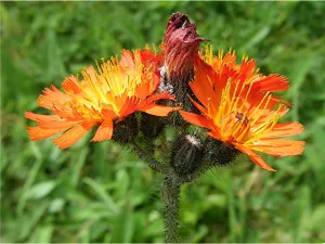 Fox & Cubs - 0.5g