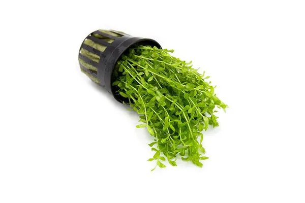 Hemianthus micranthemoides Pearlweed Tissue Culture
