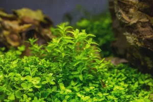 Hemianthus micranthemoides Pearlweed