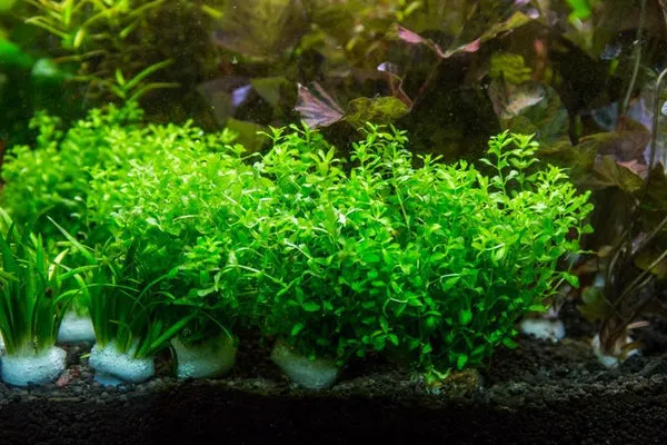 Hemianthus micranthemoides Pearlweed