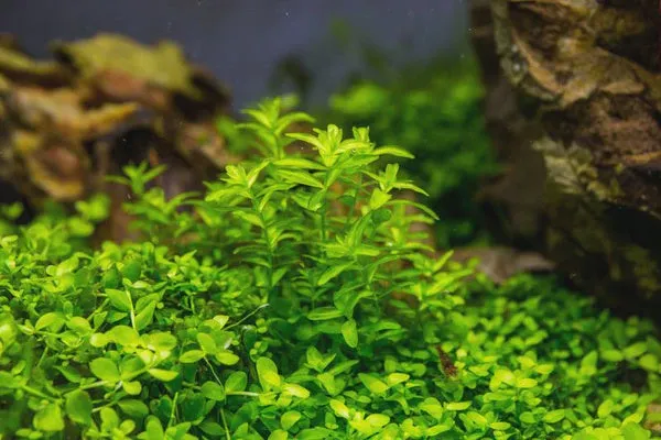 Hemianthus micranthemoides Pearlweed
