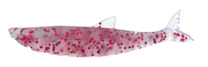 Little Jack Modelism ZAKO 35mm - 05 CLEAR RED RAME