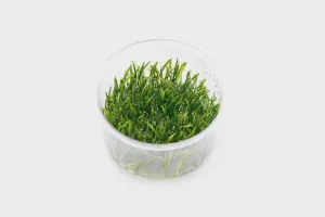 Micro Sword/ Lilaeopsis BRASILLINSIS