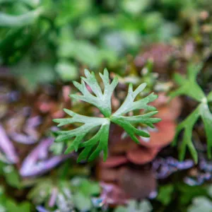 Ranunculus Inundatus Aquatic Farmer Tissue Culture
