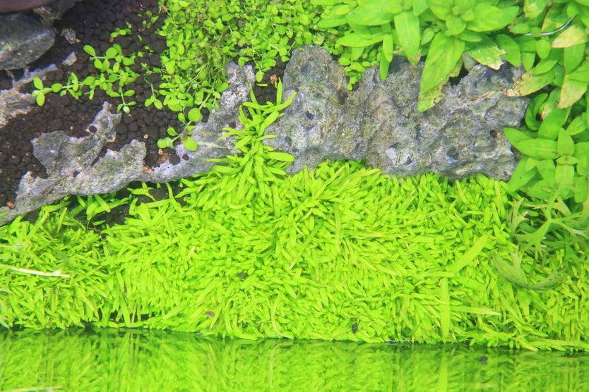 Utricularia Graminifolia