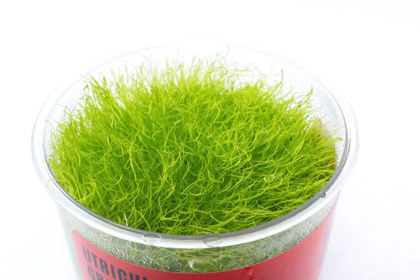 Utricularia Graminifolia