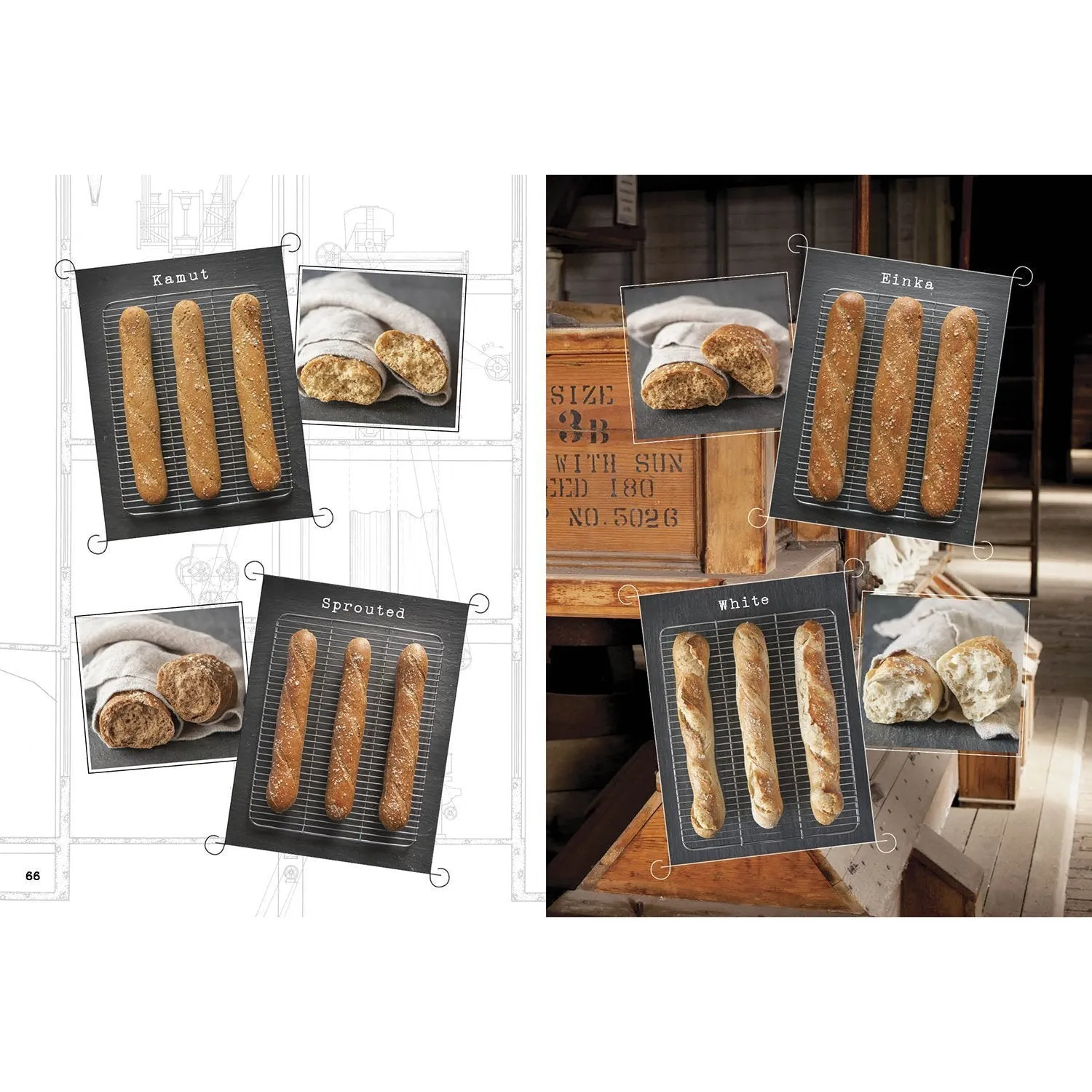 Wild Bread: Sourdough Reinvented